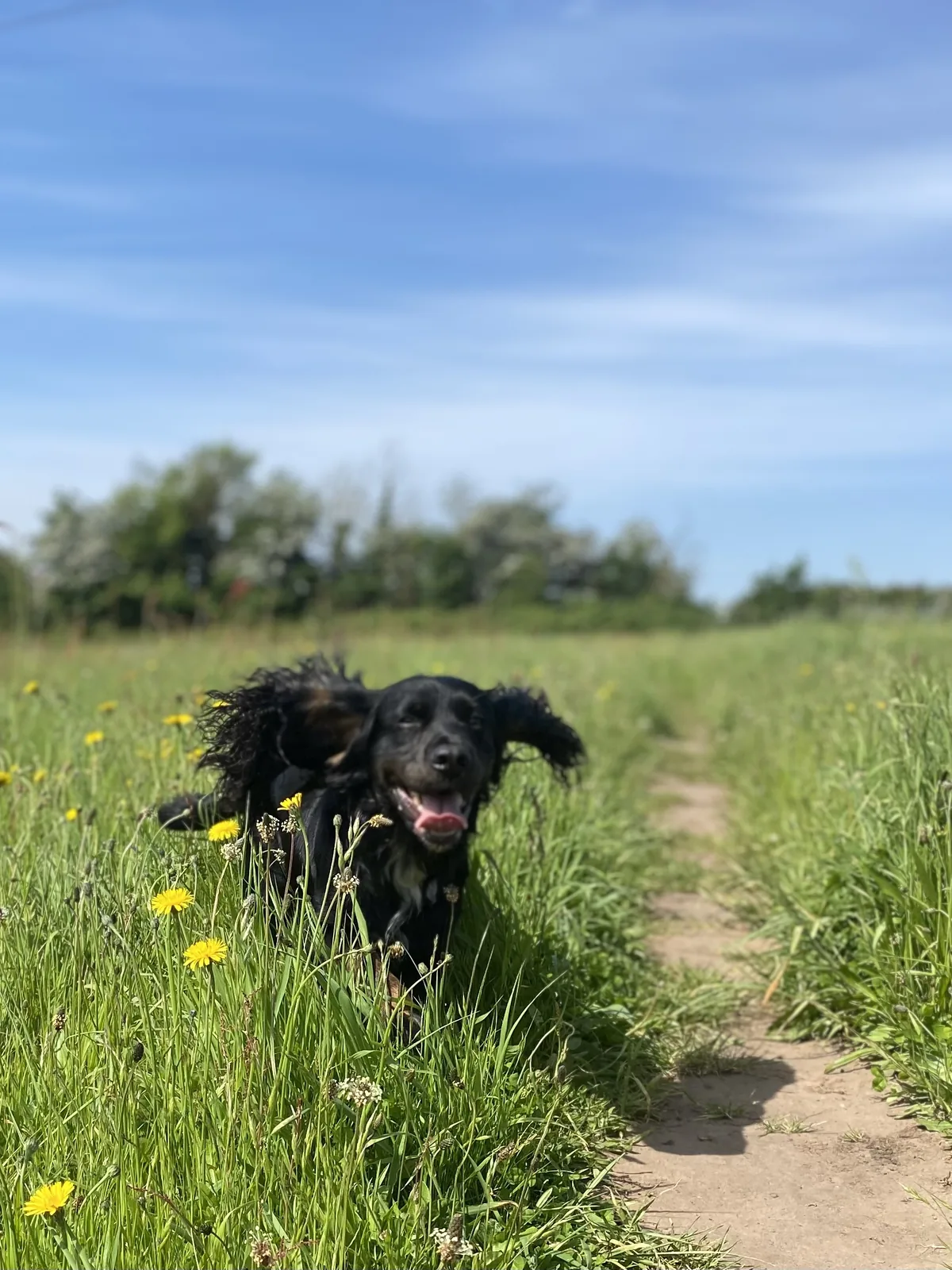 Black spaniel exploring a grassy path